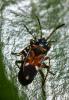Raglius alboacuminatus